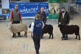© Schaf- und Ziegenzuchtverband Kärnten